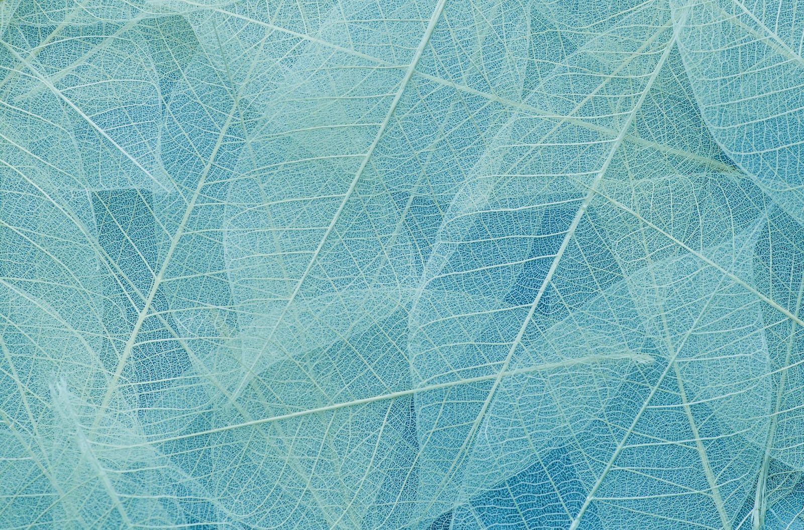 The image showcases a pattern of translucent, overlapping leaves with intricate vein details in shades of blue and green.